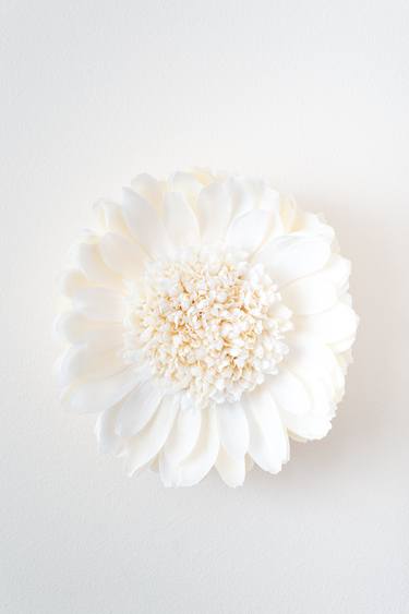 White Pincushion Flower thumb
