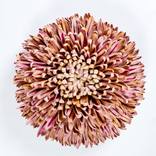 St. Tropez Chrysanthemum by Karen Bullitt