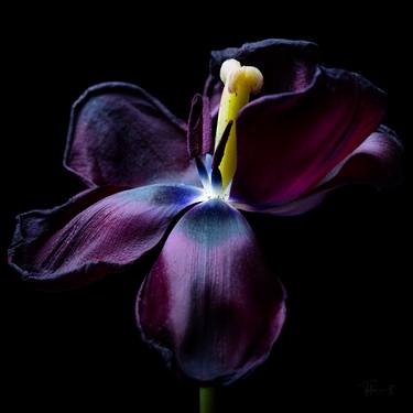 Saatchi Art Artist Tulipmania Art; Photography, “Paul Scherer, Noble Wrinkles series - Limited Edition of 1” #art