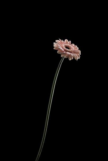 Flower In The Dark - Pink thumb