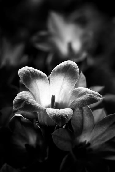 Print of Fine Art Floral Photography by Neri Kranz