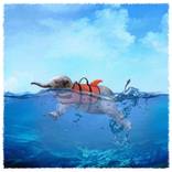 Swimming Elephant by John Leben