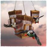 Release of the Puffins by John Leben