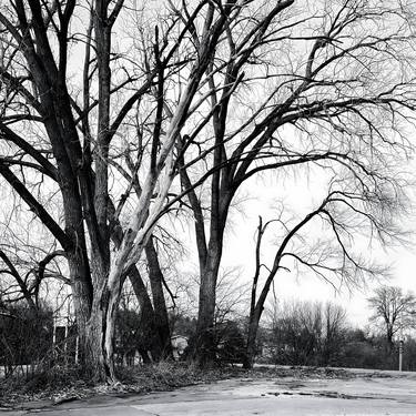 Original Realism Tree Photography by Wolfgang Näth