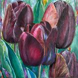 Burgundy Tulips by Victoria Bogdan