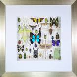 Insect Composition by Ruben Salazar