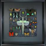 Insect Composition by Ruben Salazar