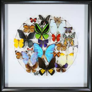 Butterfly Composition