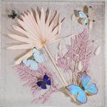 Butterfly Composition by Ruben Salazar