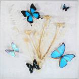 Butterfly Composition by Ruben Salazar