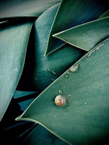 Print of Documentary Botanic Photography by JulieAnn Atwal