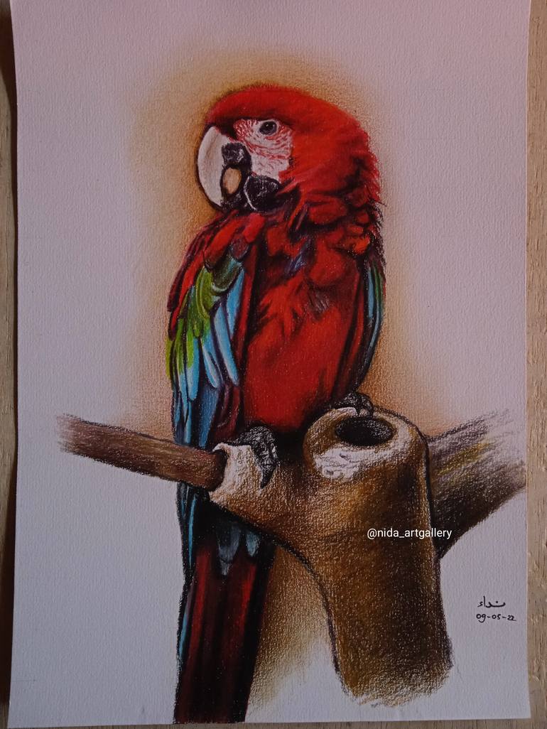 scarlet macaw drawing