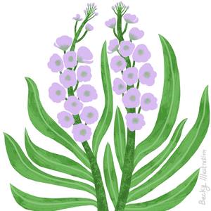 violet