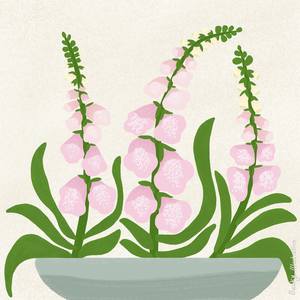 Foxglove flowers