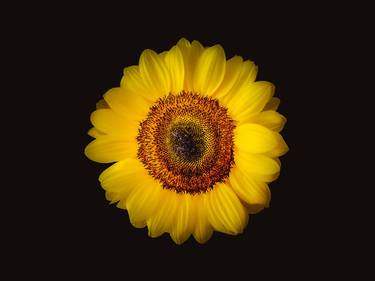 Print of Fine Art Floral Photography by Simone Bardi