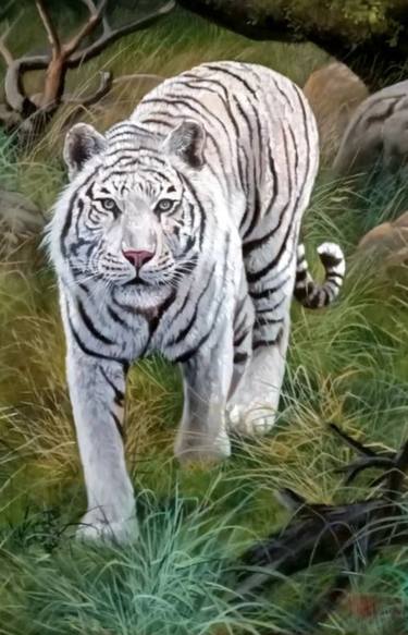 5 things to know about the white tiger