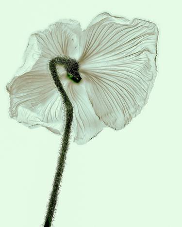 Original Minimalism Floral Photography by Thomas Knieps