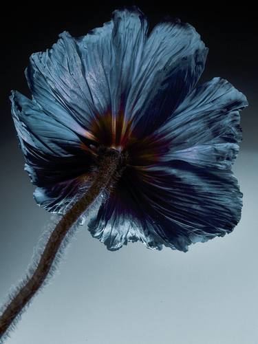 Original Floral Photography by Thomas Knieps