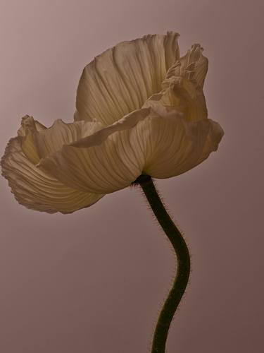 Print of Floral Photography by Thomas Knieps