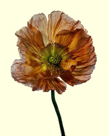 Original Fine Art Floral Photography by Thomas Knieps