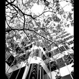 Dizzled by Sun #6 - Limited Edition of 100 Photograph - Limited Edition of 1 - Limited Edition of 1 by Rozita Fogelman