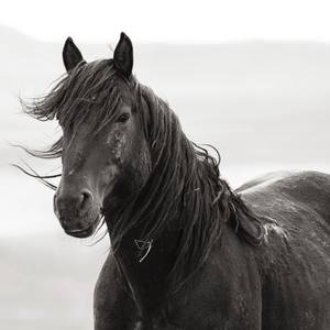 Collection WILDHORSES OF UTAH