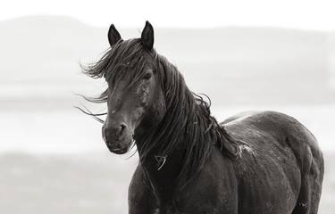 Original Fine Art Horse Photography by Ximena Echeverria