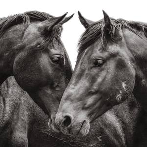 Collection HEBER WILD HORSES, ARIZONA