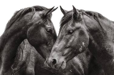 Original Horse Photography by Ximena Echeverria