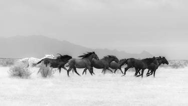 Original Fine Art Horse Photography by Ximena Echeverria