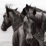 Collection WILDHORSES OF UTAH