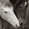Collection HEBER WILD HORSES, ARIZONA