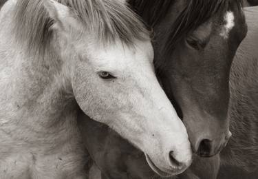 Original Fine Art Horse Photography by Ximena Echeverria