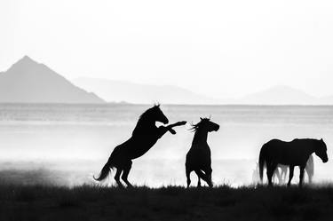Original Horse Photography by Ximena Echeverria