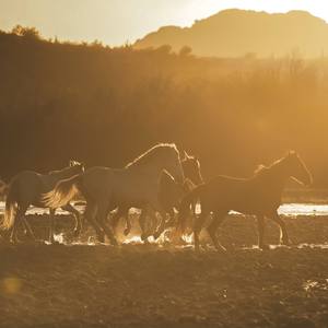 Collection SALT RIVER WILD HORSES, ARIZONA