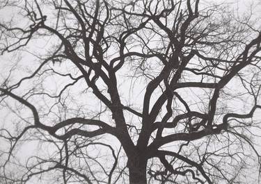 Print of Abstract Tree Photography by Kateryna Andriichuk