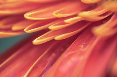 Macro Gerbera - Limited Edition of 2 thumb