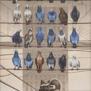 Animalia 03 -Columba