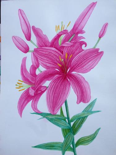 Pink Lily thumb