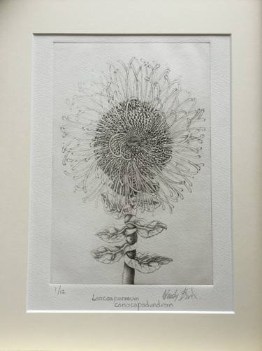 Original Figurative Botanic Printmaking by wendy bird