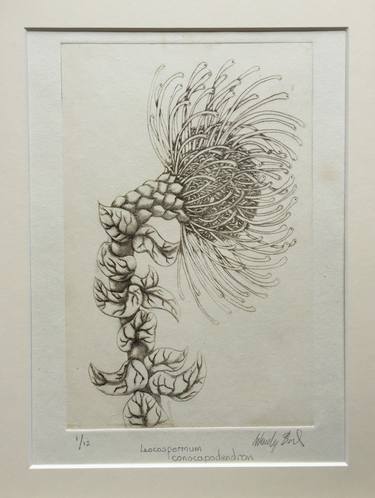 Original Illustration Botanic Printmaking by wendy bird