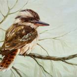 Kookaburra by Anna Speirs