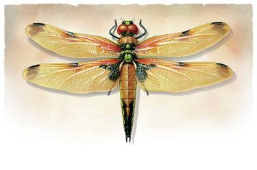 Four-Spotted Skimmer, Insect series - Limited Edition of 100 thumb