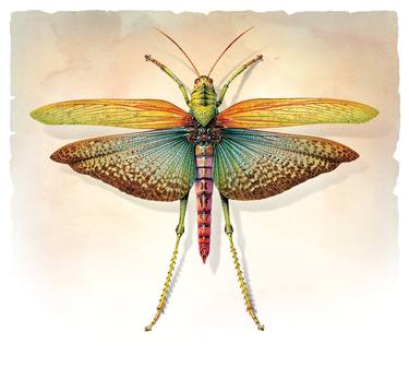 Blue-Winged Grasshopper, Insect series - Limited Edition of 25 thumb