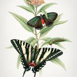 Butterfly Botanical, Milkweed - Limited Edition of 25 Printmaking 