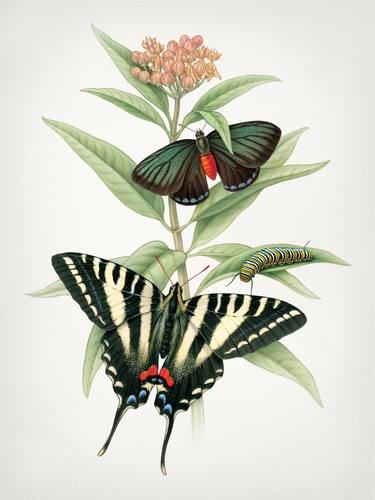 Butterfly Botanical, Milkweed - Limited Edition of 100 thumb