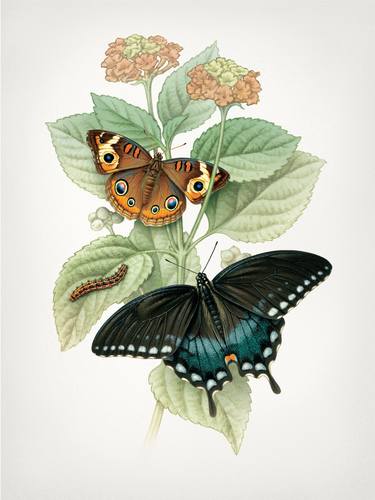Butterfly Botanical, Lantana - Limited Edition of 25 thumb