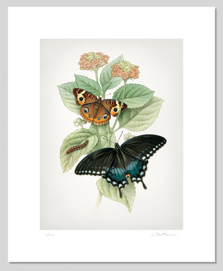 Original Nature Printmaking by Cherie Sinnen