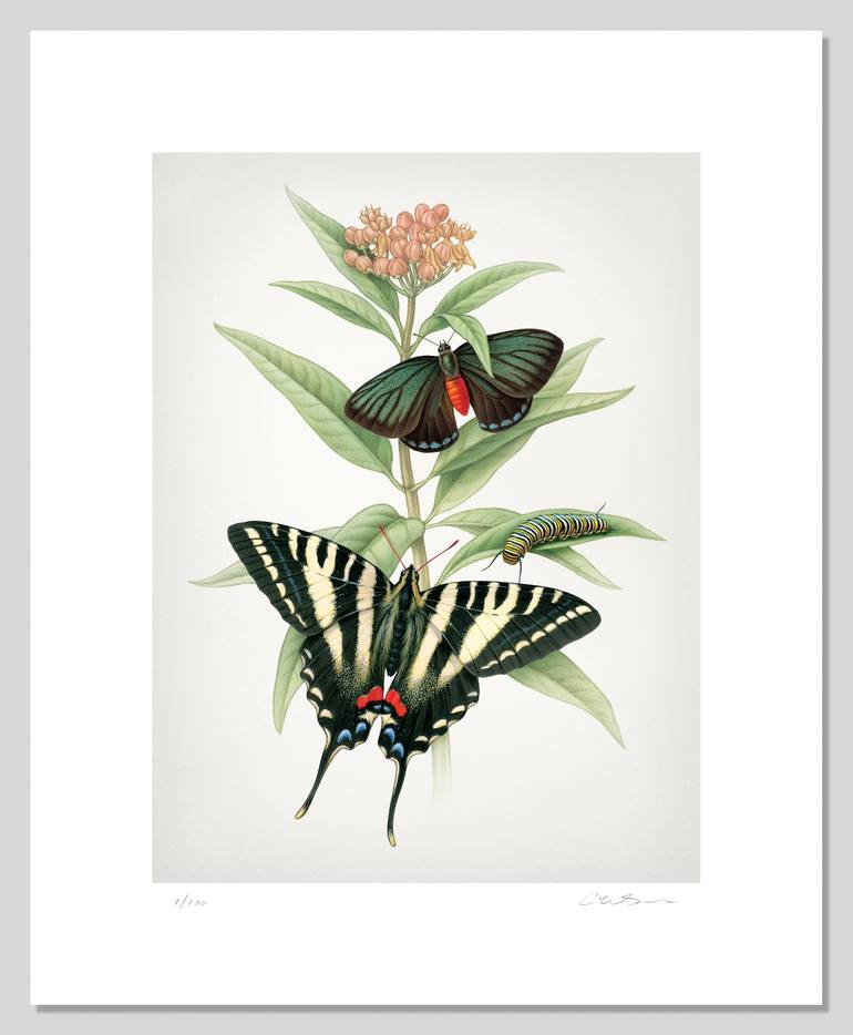 Original Botanic Printmaking by Cherie Sinnen