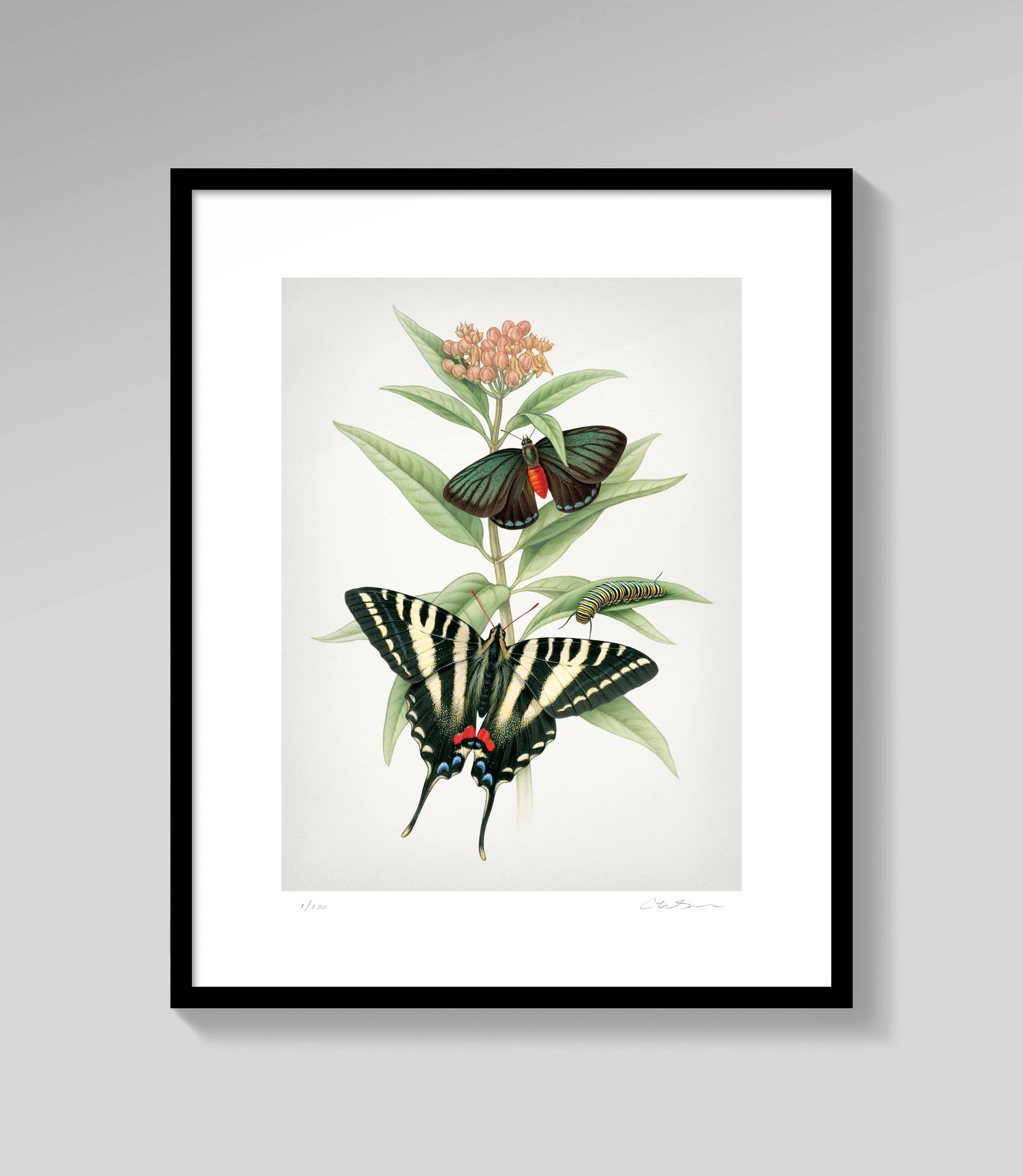 Butterfly Botanical, Milkweed - Limited Edition of 25 Printmaking by 